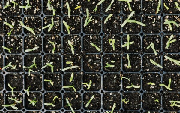 How to Save at Thompson & Morgan (UK): Seeds, Bulbs & Garden Deals Year-Round