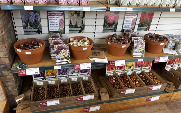 Best Bulbs to Plant in Autumn UK: What to Buy and When to Plant