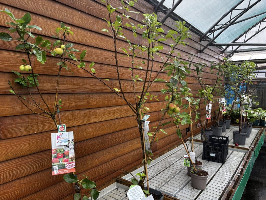 A potted James Grieve apple tree against a wooden wall with fruit on the branch and its nursery label showing the price